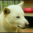 강쥐 이미지