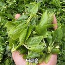 다래순 주문 받습니다~ 이미지