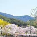 송광사&벚꽃길 이미지