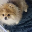 산내동물병원 이미지