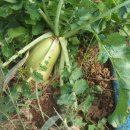 상순농장 Daum카페