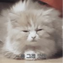 응 이미지