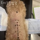 토비동물병원 | 인천 송도동 동물병원 토비동물병원 진료시간 접근성 이용후기