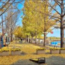 곡교천 은행나무길 이미지