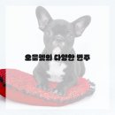 집에서 즐기는 브런치 이미지