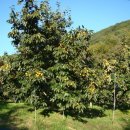 장창수농장 이미지