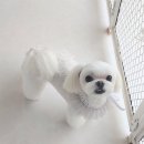 니니 애견 미용실 이미지