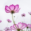 밀양여자고등학교 이미지