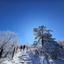 (02/01) 태백산 눈꽃산행(승합)에 동아리님들 초대합니다 이미지