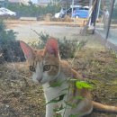 카페(cafe) 돌코롱 이미지