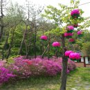대섭농장 Daum카페