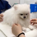 위런한방재활동물병원 이미지