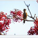 딱따구리 이미지