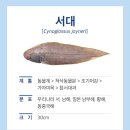 생선마켓 티스토리