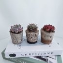 친환경 식물로 소품만들기 이미지