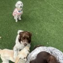 동물보육원 김포지부 이미지