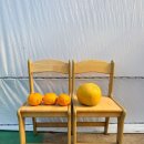 남원읍-123 | 제주도 동백 보고 귤 따러 가요! 아이와 가기 딱 좋은 미령이네 감귤 체험!