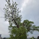 명주 원숭이 나무