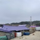 ㈜좋은세상여행 | 전남 신안 전라도 여행 보라색 세상 퍼플섬 방문 후기 (박지도, 반월도)