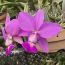 (ST-305) C.walkeriana tipo 'Mana Ley Rosa' × flamea 'Ruby Angel' 이미지