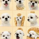 구미산동 애견미용 눈부시개 이미지