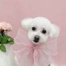 슈멍드아 이미지