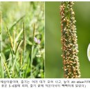 (들꽃 10) 촛불같이 피는 풀 – 뚝새풀 이미지