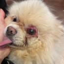 일파만파농장 이미지