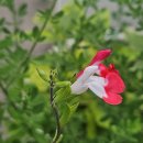 꽃이랑다육이랑 - 남동구 간석로25번길 33 | 꽃이랑다육이랑