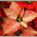 국제꽃식물원 이미지