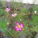 산책길에 이미지