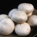 양송이 카카오 검색결과