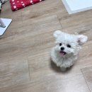 베비댕 이미지