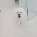 뷰티호텔 평화점 | [부산 애견호텔 추천] 예민보스 강아지도 꿀잠 자게 만드는 마법! 안심하고 맡기는 찐 감동 후기 🐶