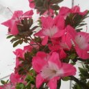 꽃이 좋아 이미지