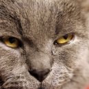 괴정동물병원 이미지