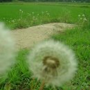 민들레주유소 이미지