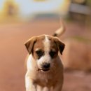 일산시티 동물의료센터 이미지