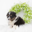 대구강아지분양 도로시펫 이미지