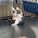 힐링독 반려견센터 이미지