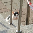 냥이와 양이 이미지