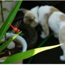 김녕안트레 이미지