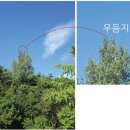 우듬지 이미지
