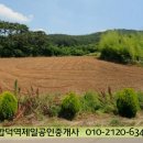마중리 Daum카페