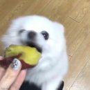 꿀꺽 이미지