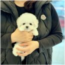 아이러브강아지 이미지