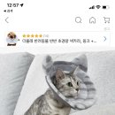 제주 키움 동물병원 네이버블로그