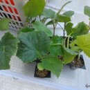 풍년농약종묘사 이미지