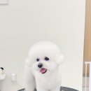 그루미재이