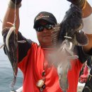 도화갈매기 이미지